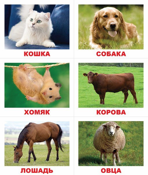 Обложка книги «Лото "Животные"», ISBN 4612731630140