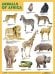 Обложка книги «Плакат ANIMALS OF AFRICA (Животные Африки)», ISBN 9785431508639
