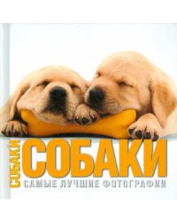 Собаки. Самые лучшие фотографии