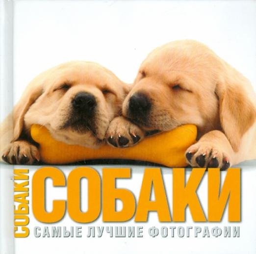 Собаки. Самые лучшие фотографии