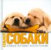 Собаки. Самые лучшие фотографии