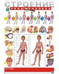 Плакат "Строение тела человека"