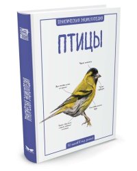 Птицы