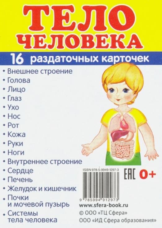 Раздаточные карточки. Тело человека