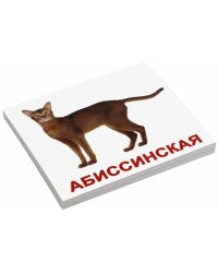 Комплект карточек "Мини. Породы кошек"