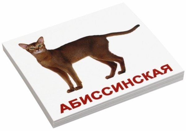 Обложка книги «Комплект карточек "Мини. Породы кошек"» — Носова Т.Е., Епанова Е.В., ISBN 4612731631536