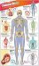 DKfindout! Human Body Poster. Wall Chart