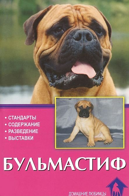 Бульмастиф. Стандарты. Содержание. Разведение. Выставки