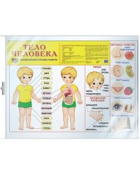 Демонстрационный плакат "Тело человека"
