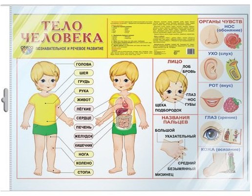 Демонстрационный плакат "Тело человека"