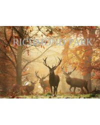 Richmond Park