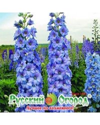 Семена. Цветы. Дельфиниум многолетний "Голубое кружево" (0,07 г)