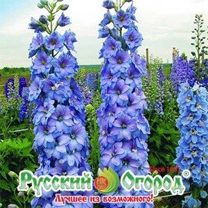 Семена. Цветы. Дельфиниум многолетний "Голубое кружево" (0,07 г)