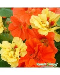 Семена. Цветы. Настурция махровая, смесь (1,5 г)