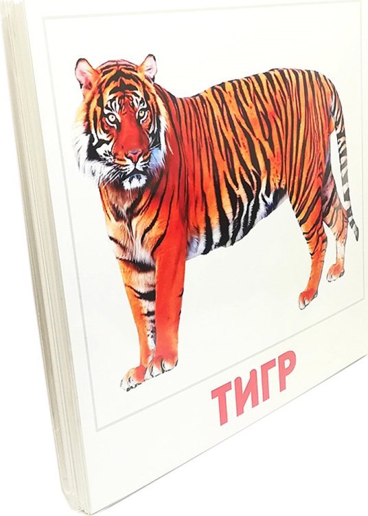 Набор карточек. Дикие животные