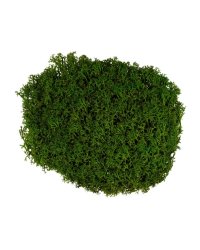 Аксессуары для флористики Blumentag "Мох стабилизированный окрашенный", зеленый, арт. BMSP-50B
