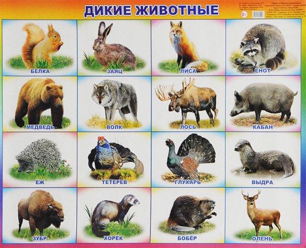 Обложка книги «Плакат "Дикие животные", 53х45 см», ISBN 9785912825026