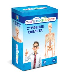 Набор. Строение скелета