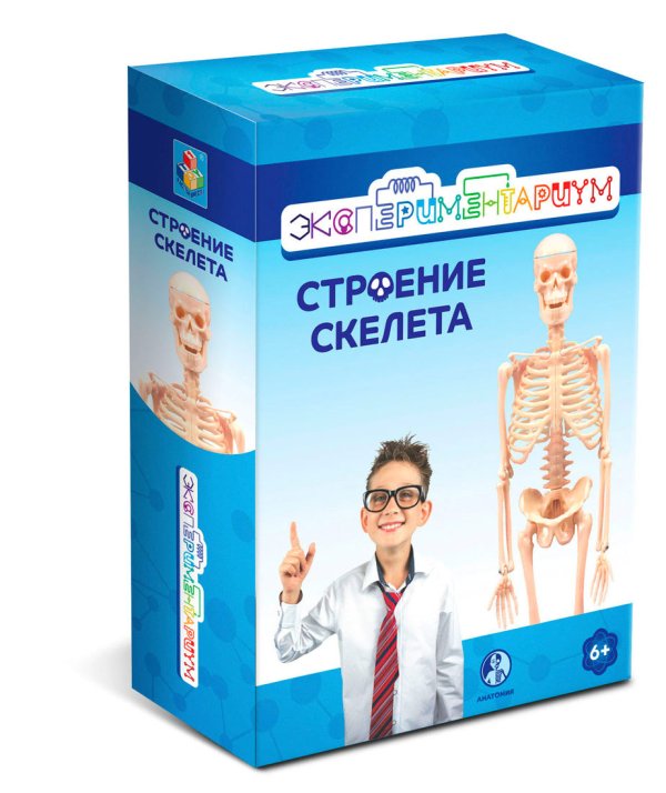 Набор. Строение скелета