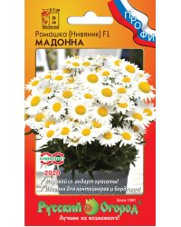 Семена. Цветы. Ромашка (нивяник) "Мадонна" (10 штук)