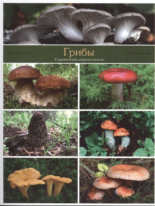 Грибы. Справочник-определитель