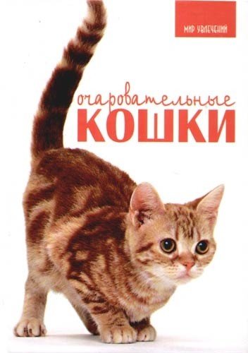 Очаровательные кошки