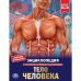 Энциклопедия. Секреты тела человека
