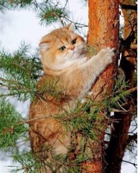 Алмазная мозаика "Кот на дереве", 30х40 см, арт. Ah05521