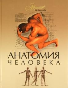 Анатомия человека