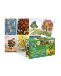 Древо жизни. 50 ассоциативных карт в коробке