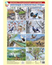 Демонстрационные картины А3. Зимующие и перелётные птицы