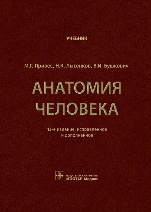 Анатомия человека