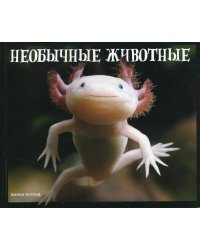 Необычные животные: существа, о которых ты никогда не слышал
