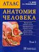 Анатомия человека. Атлас. В 3-х томах. Том 3