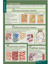 Комплект таблиц. Биология. 8-9 классы. Человек (12 таблиц)