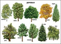 Плакаты на картоне Плакат "Деревья"