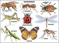 Плакаты на картоне Плакат "Насекомые"