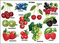Плакаты на картоне Плакат "Ягоды"