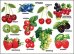 Плакат "Ягоды"