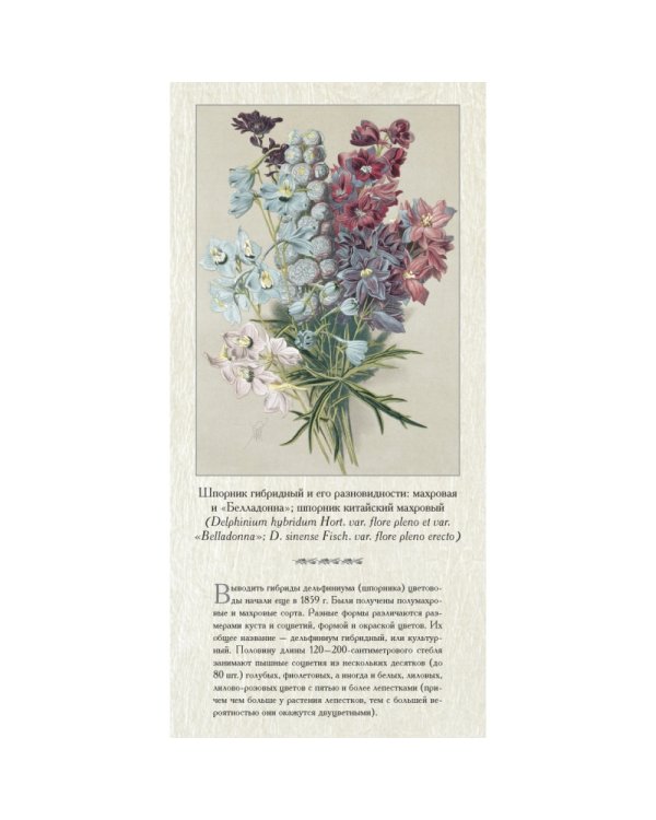 Садовые многолетники