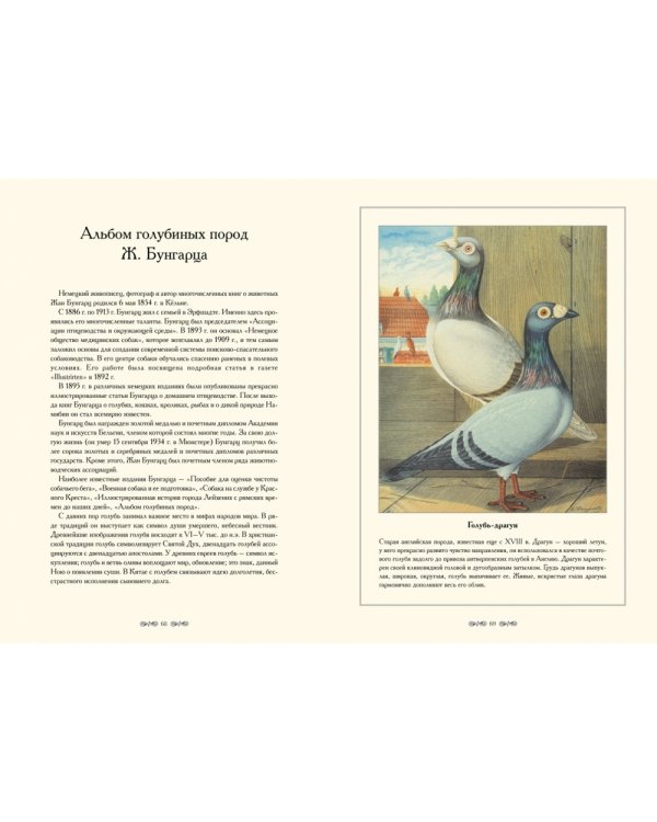 Дополнительное изображение книги «Альбом голубиных пород»