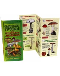 Съедобные грибы и их несъедобные двойники. Карманный гид грибника