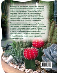 Кактусы в вашем доме