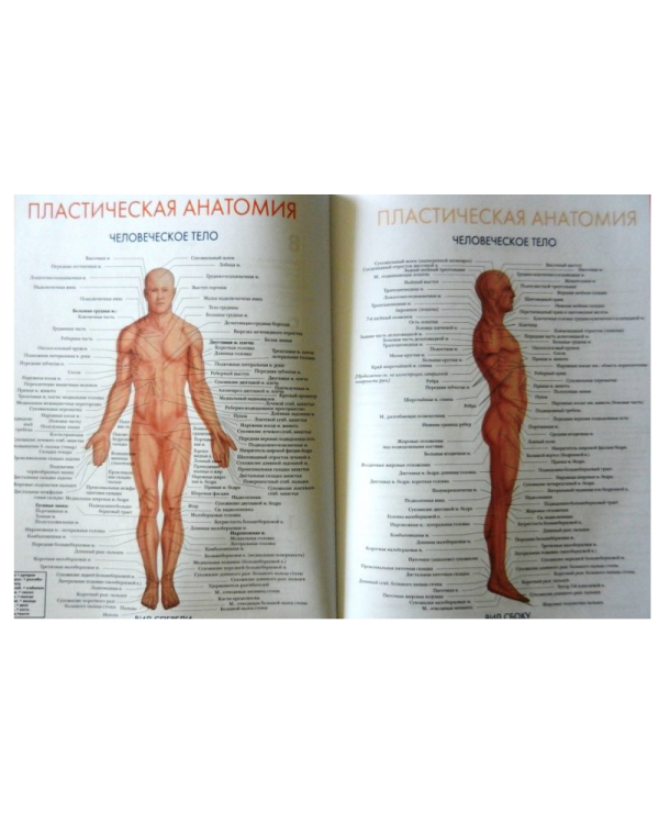 Большой атлас анатомии человека