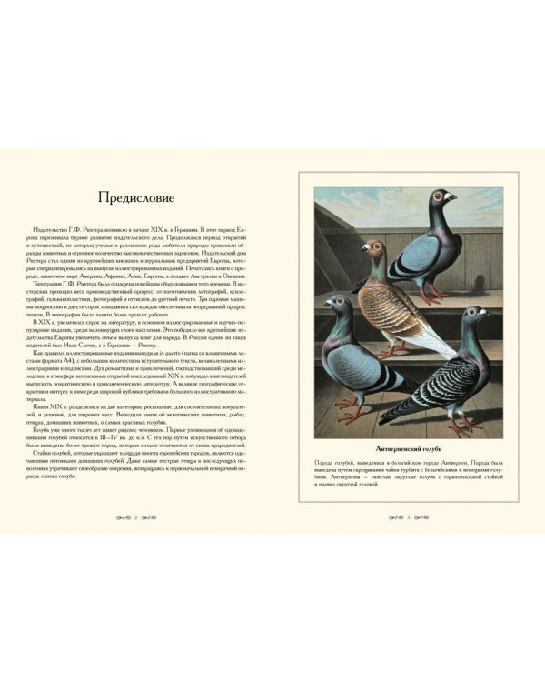 Дополнительное изображение книги «Породы голубей»
