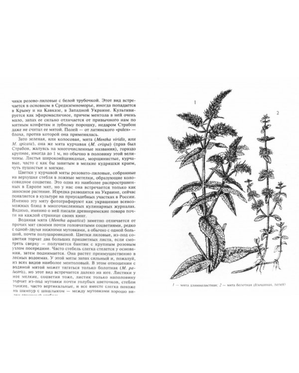 Кухня Робинзона. Рецепты блюд из дикорастущих растений и цветов