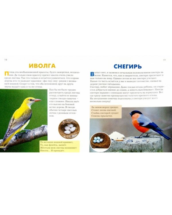 Птицы + обучающие карточки