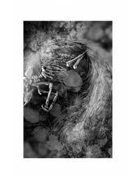 Шесть серебряных пуль