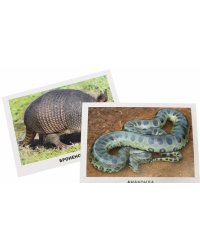 Обучающие карточки. Животные Южной Америки