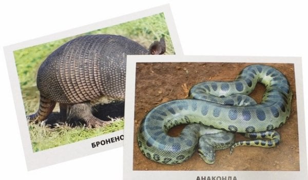 Обучающие карточки. Животные Южной Америки